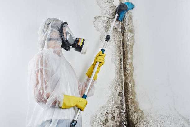  Pueblo, CO Mold Removal Pros