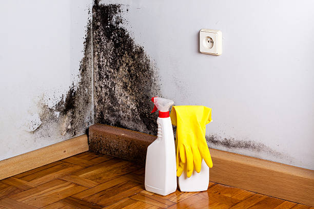 Best DIY Mold Remediation Support Services in Pueblo, CO